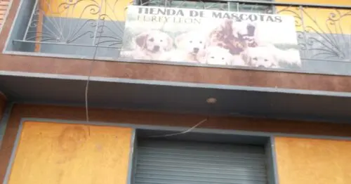 TIENDA DE MASCOTAS EL REY LEON BOGOTÁ TIENDA DE MASCOTAS EL REY LEON BOGOTÁ